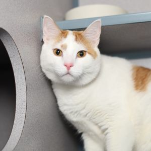 Wallace, Young Male Domestic Short Hair