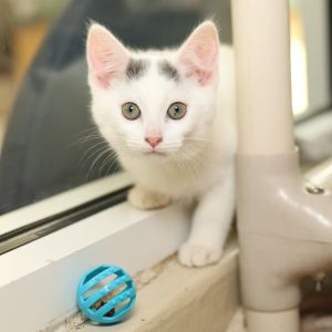 Sherlock Bones, Baby Male Domestic Short Hair