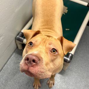 Nala, Young Female Pit Bull Terrier
