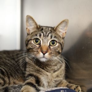 Oyster, Young Male Domestic Short Hair