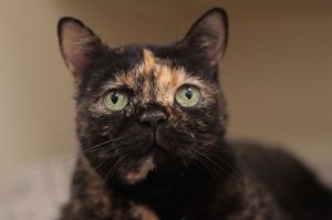 Tula, Senior Female Domestic Short Hair