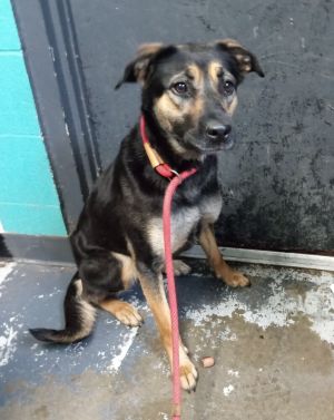 Blossom #149, Adult Female Pit Bull Terrier