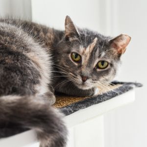 Piper, Adult Female unknown