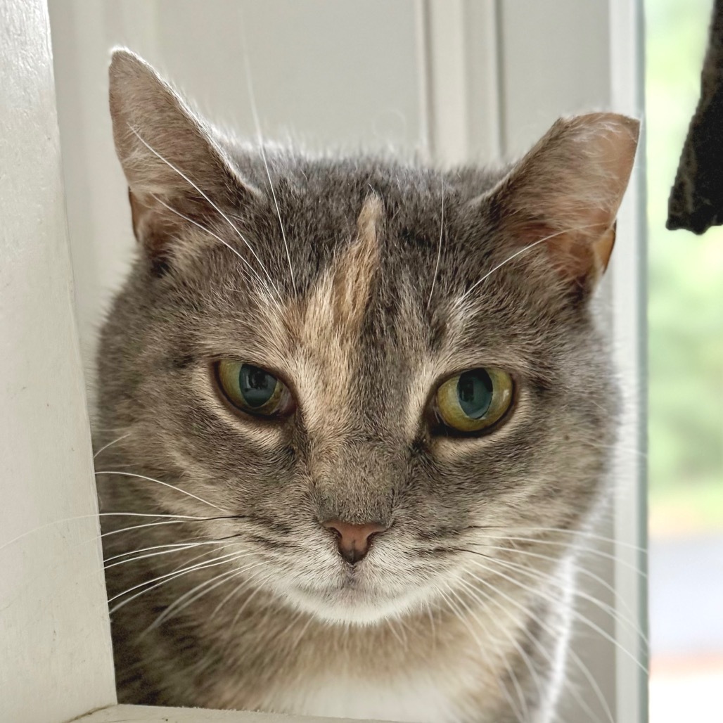 Piper