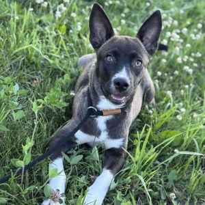 Sapphire/Addison, Baby Female Mixed Breed