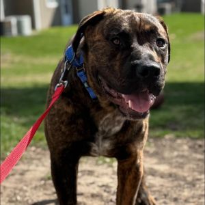 Bear, Young Male Mastiff