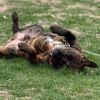 Bear photo 3