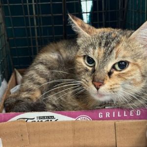 0625-126 Honeyspot, Young Female Domestic Short Hair