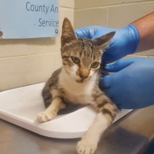 Greg, Young Male Domestic Short Hair