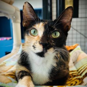 Dorthy, Young Female Domestic Short Hair