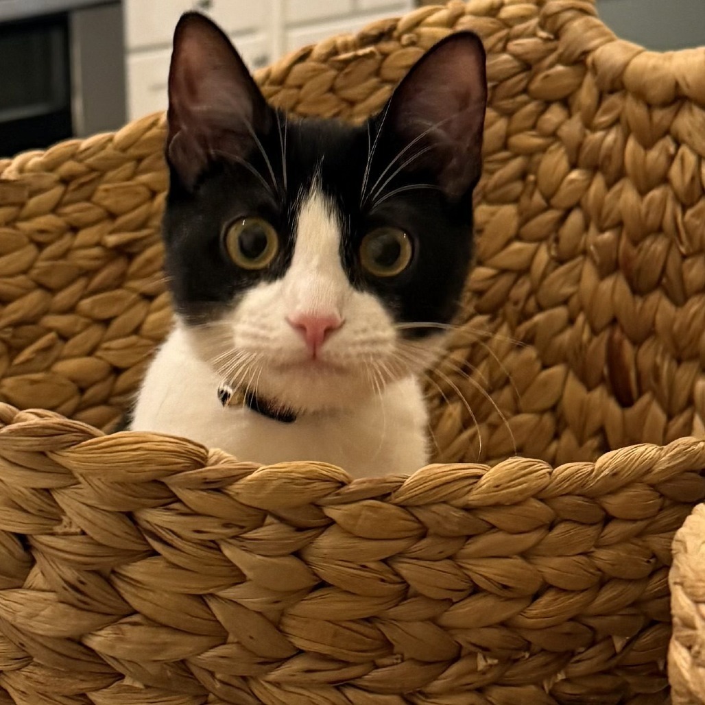Millie
