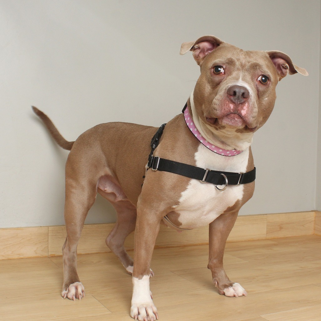 Mocha D65523
