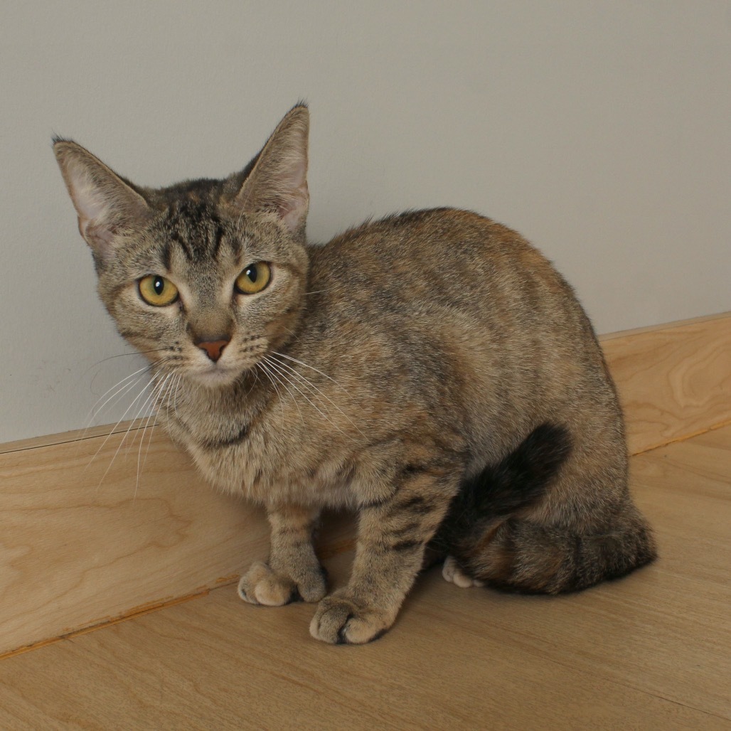 Digit ~ C65355