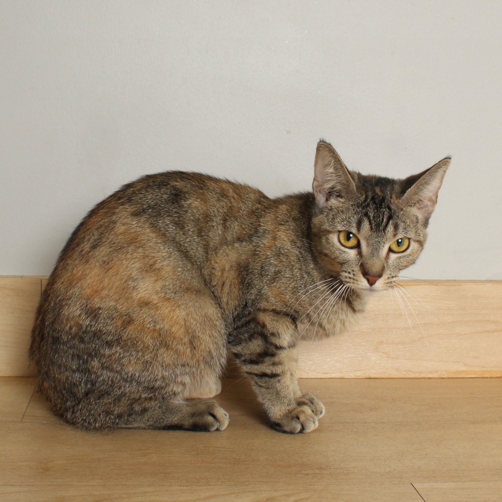 Digit ~ C65355