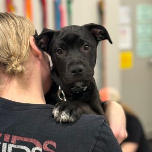 Rubus D65510, Baby Male Black Labrador Retriever