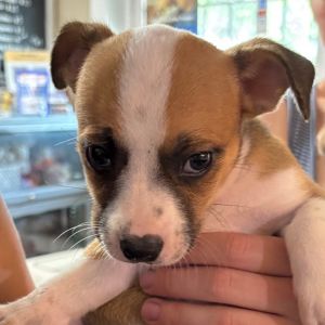 Monica Geller, Baby Female Mixed Breed