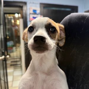 Janice Litman, Baby Female Mixed Breed