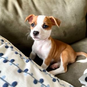 Joey Tribianni, Baby Female Mixed Breed