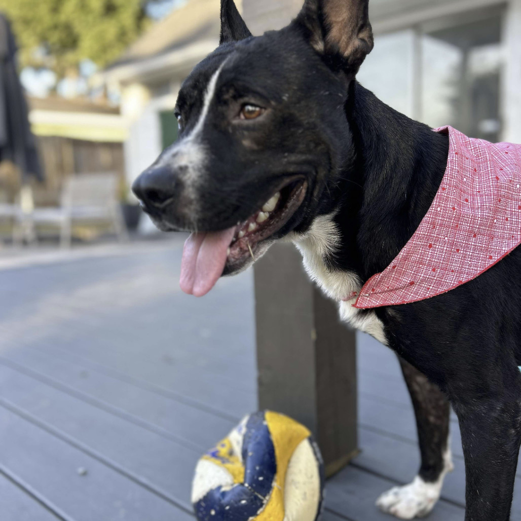 Oreo