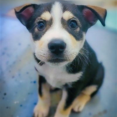 Nova