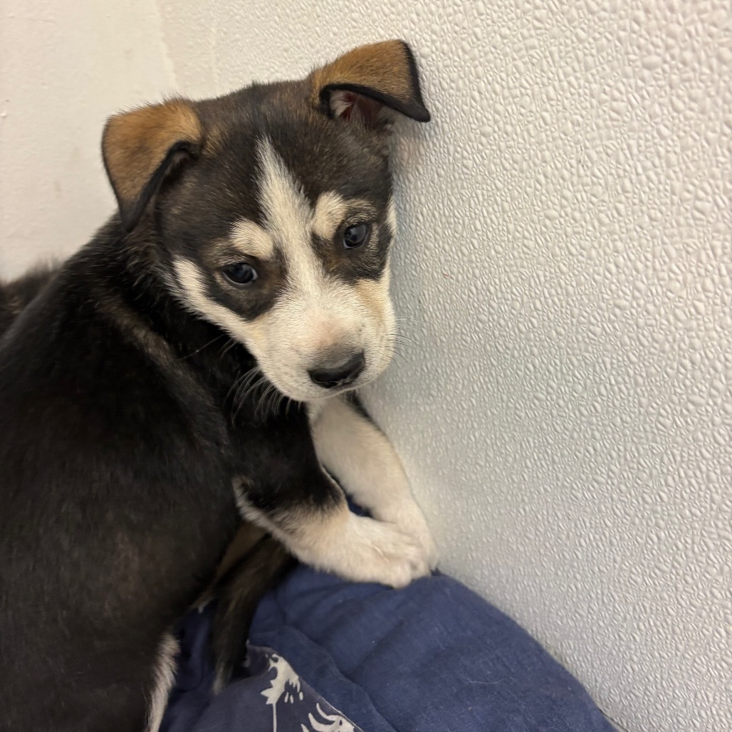 Nova