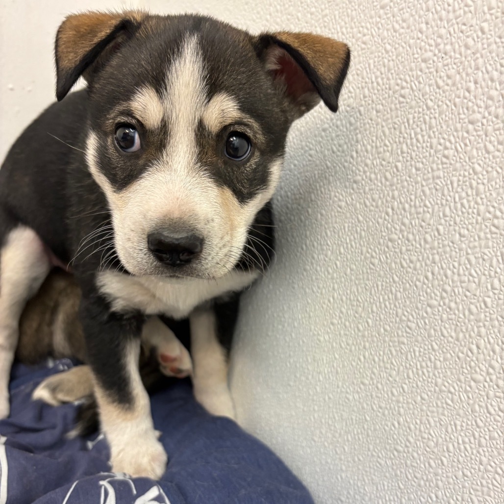 Nova