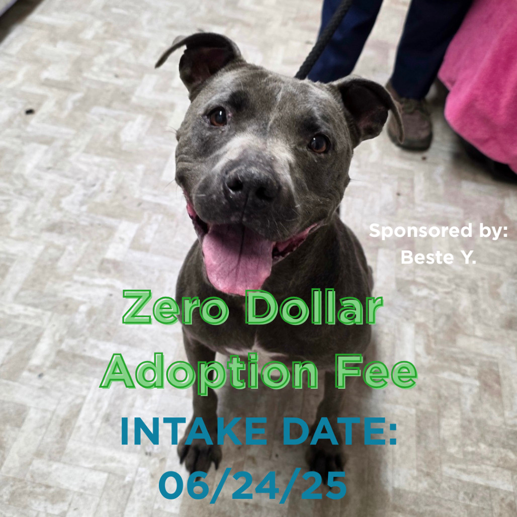 Montie, an adoptable Pit Bull Terrier, Mixed Breed in Mount Shasta, CA, 96067 | Photo Image 1