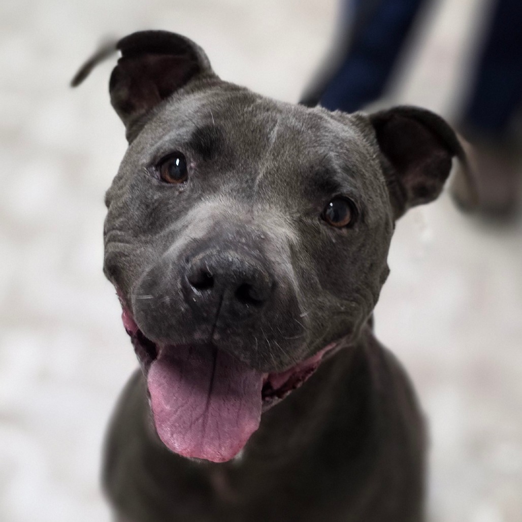 Montie, an adoptable Pit Bull Terrier, Mixed Breed in Mount Shasta, CA, 96067 | Photo Image 2