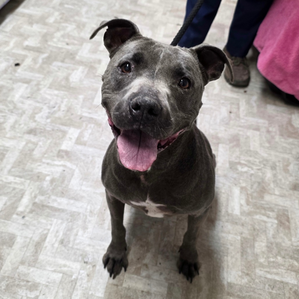 Montie, an adoptable Pit Bull Terrier, Mixed Breed in Mount Shasta, CA, 96067 | Photo Image 3