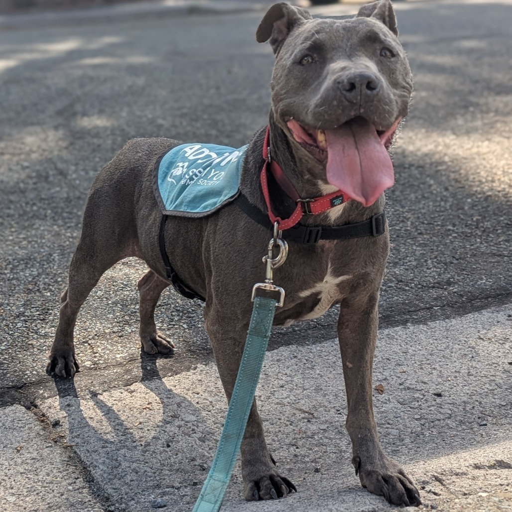 Montie, an adoptable Pit Bull Terrier, Mixed Breed in Mount Shasta, CA, 96067 | Photo Image 4