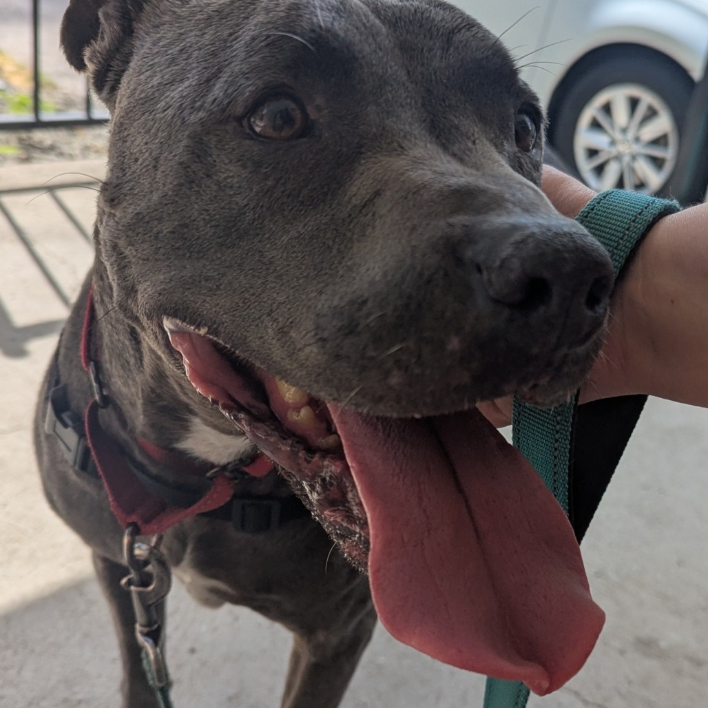 Montie, an adoptable Pit Bull Terrier, Mixed Breed in Mount Shasta, CA, 96067 | Photo Image 5