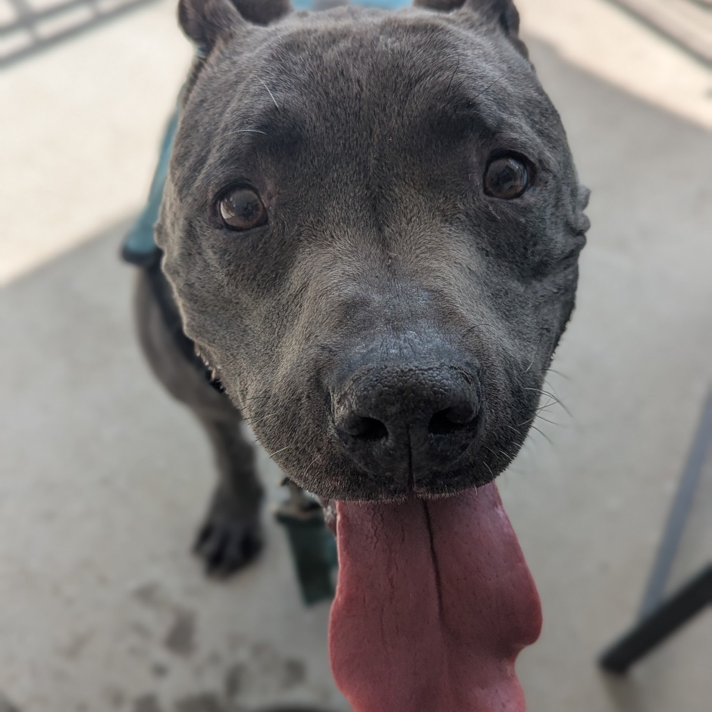 Montie, an adoptable Pit Bull Terrier, Mixed Breed in Mount Shasta, CA, 96067 | Photo Image 6