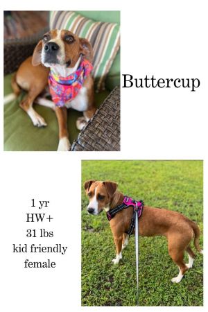Buttercup, Young Female unknown
