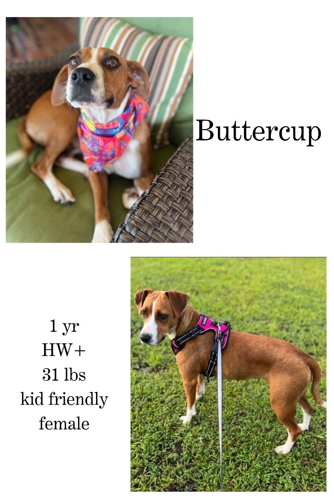 Buttercup