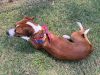 Buttercup photo 3