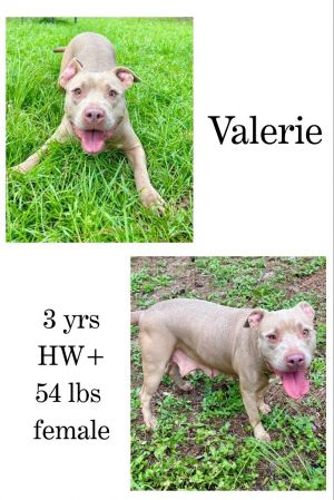 Valerie, Adult Female unknown