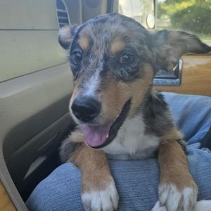 Stain, Baby Female Mixed Breed