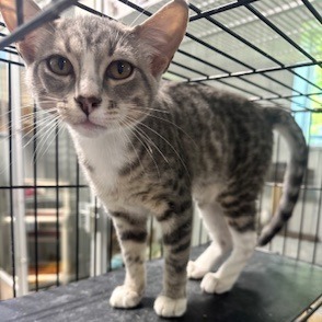 Brennan, Baby Male Domestic Short Hair
