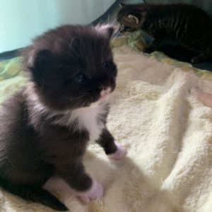 McGee Estep, Baby Male Domestic Short Hair