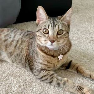 Jazzy Domestic Short Hair Cat