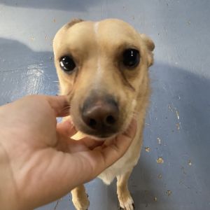 Cheeto just arrived from a shelter in Texas via private jet He is eager to see what the PNW has
