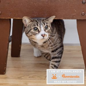 VCR Domestic Short Hair Cat