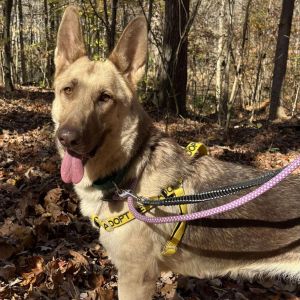 Tippy, Adult Female German Shepherd Dog