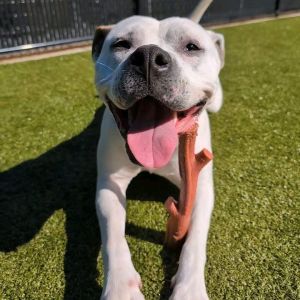 Maggie Pie, Adult Female Pit Bull Terrier