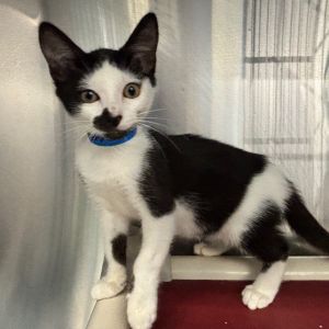 Beartooth, Baby Male Domestic Short Hair