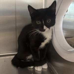 Barry, Baby Male Domestic Short Hair