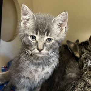 Cadet, Baby Male Domestic Short Hair
