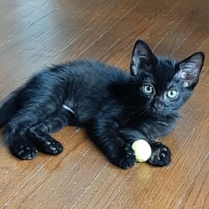Ziggy, Baby Male unknown