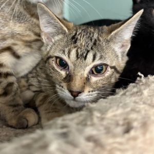 Indigo, Baby Female Domestic Medium Hair
