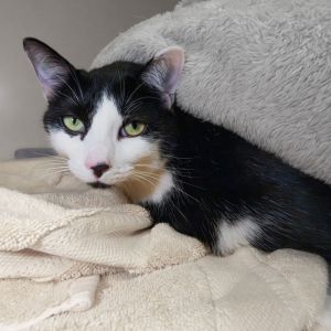 Lucky, Adult Male Domestic Short Hair